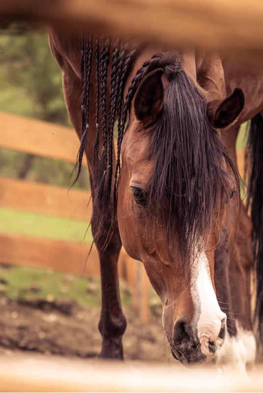 gallaria-voels-arabian-horse-aruba